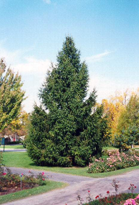 Norway Spruce