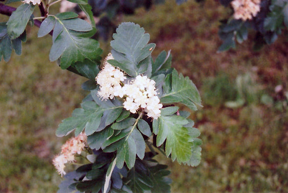 Oakleaf Mountain Ash flowers