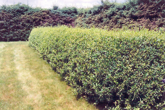 Cheyenne Common Privet