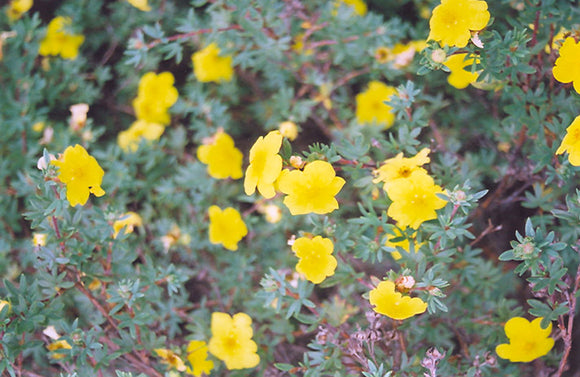 Yellow Gem Potentilla flowers