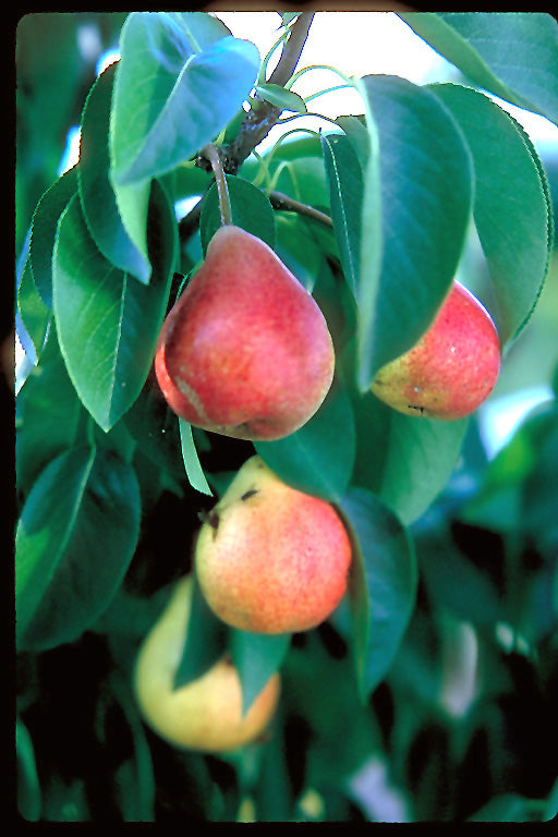 Summercrisp Pear fruit