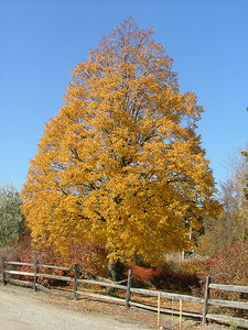 Corinthian Linden in fall