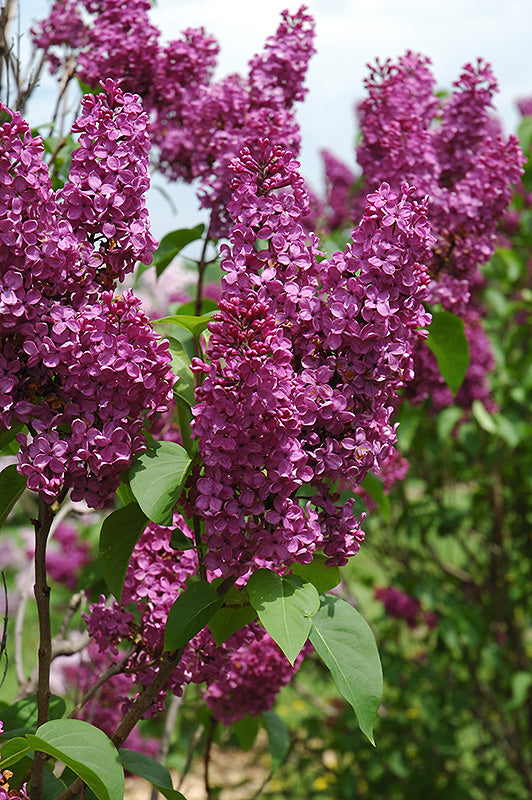 Ludwig Spaeth Lilac flowers