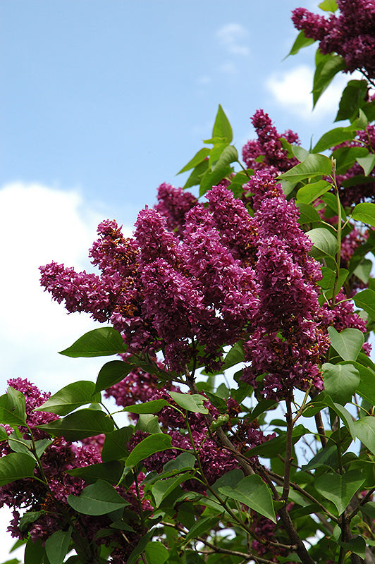 Charles Joly Lilac flowers