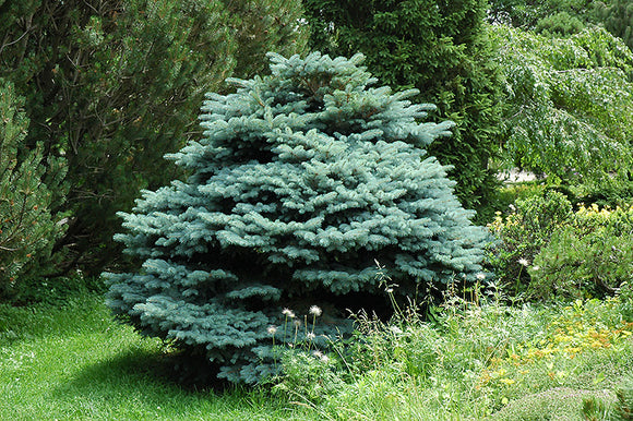 Globe Blue Spruce