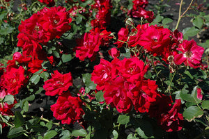 Champlain Rose flowers