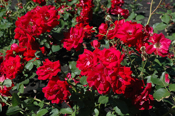 Champlain Rose flowers