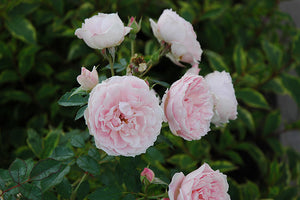 Morden Blush Rose flowers