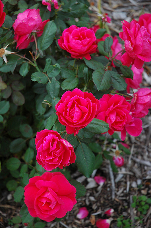 Winnipeg Parks Rose flowers