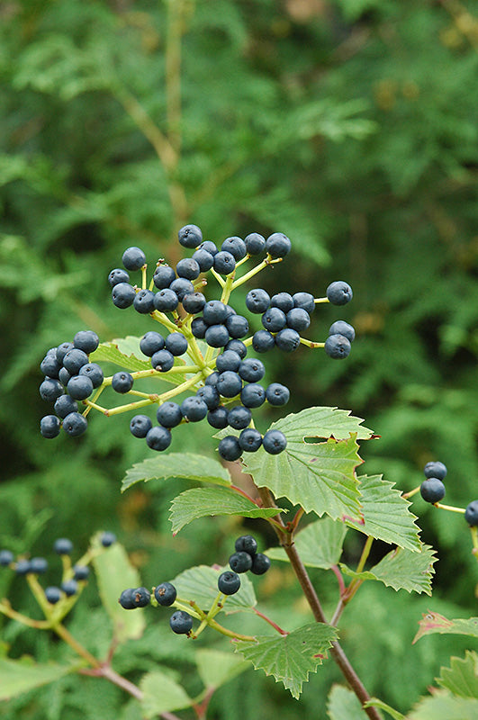 Blue Muffin® Viburnum fruit