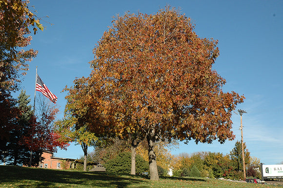 Autumn Splendor Buckeye in fall