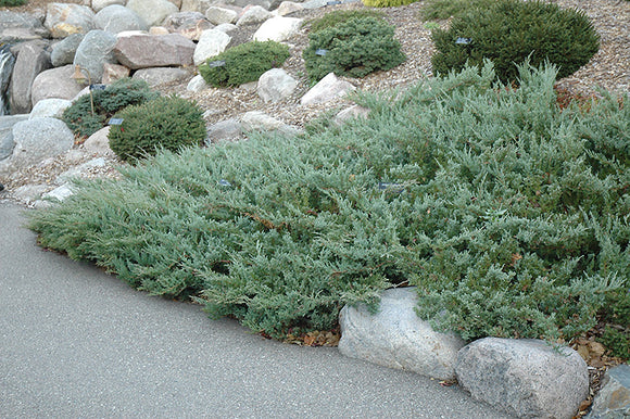 Hughes Juniper