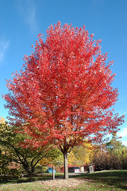 Autumn Blaze Maple in fall