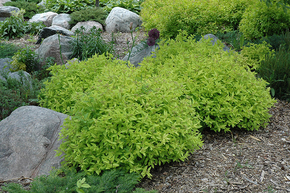 Goldmound Spirea