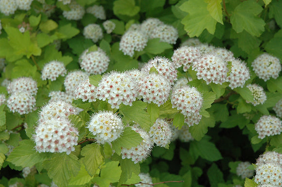 Dart's Gold Ninebark flowers