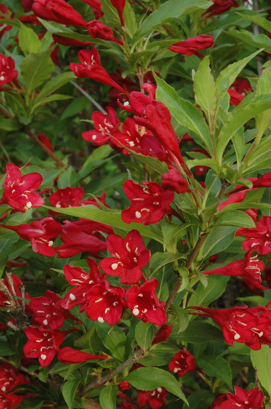 Red Prince Weigela flowers