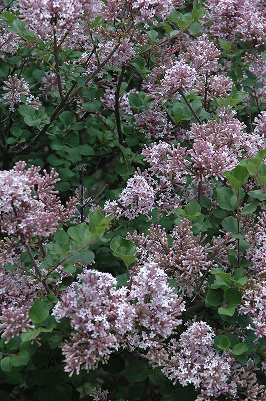 Dwarf Korean Lilac flowers