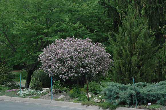 Dwarf Korean Lilac (tree form) in bloom