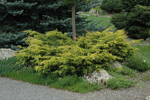 Old Gold Juniper