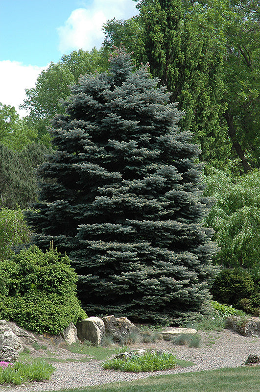 Fat Albert Blue Spruce