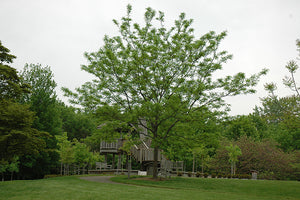 Imperial Honeylocust