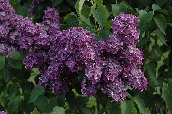 Yankee Doodle Lilac flowers