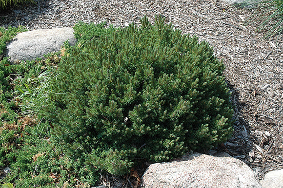 Valley Cushion Mugo Pine