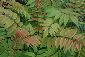 Sem False Spirea foliage