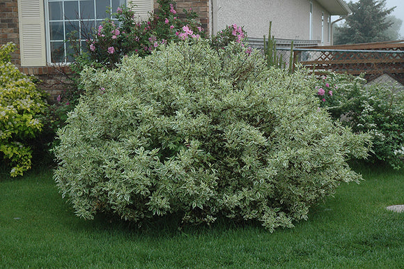 Ivory Halo Dogwood