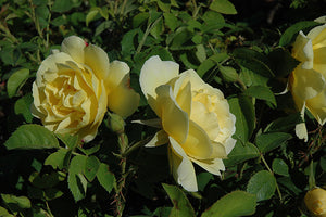 Topaz Jewel Rose flowers