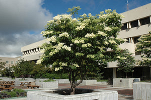 Ivory Silk Japanese Tree Lilac in bloom