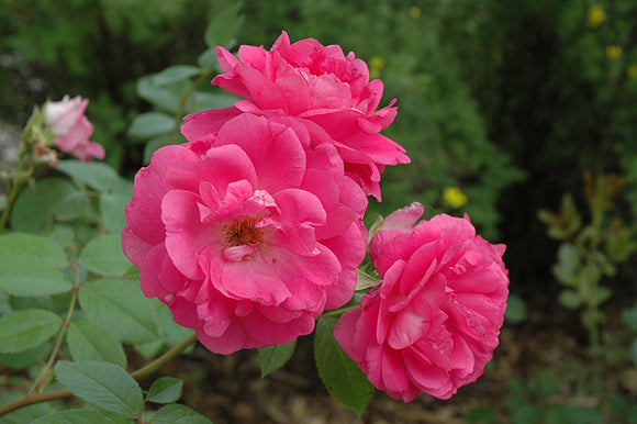 Morden Centennial Rose flowers