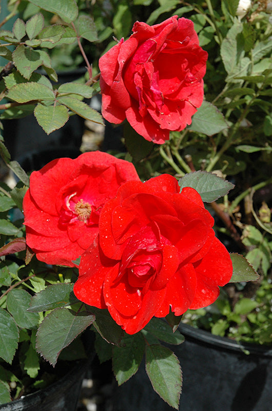 Morden Fireglow Rose flowers