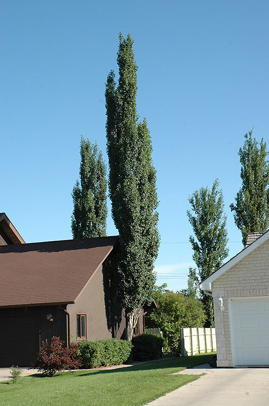 Columnar Swedish Aspen