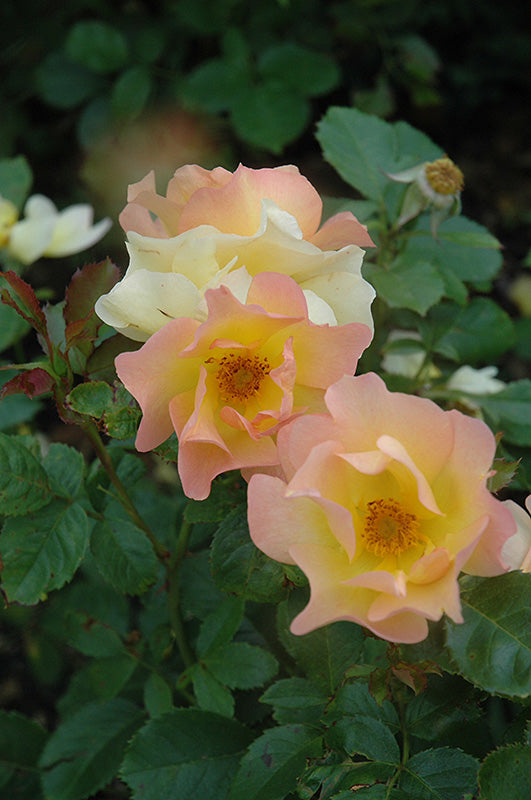 Morden Sunrise Rose flowers