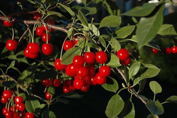 Bali Cherry fruit