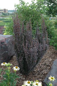 Helmond Pillar Japanese Barberry