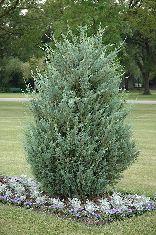 Moonglow Juniper