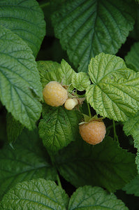 Fall Gold Raspberry fruit