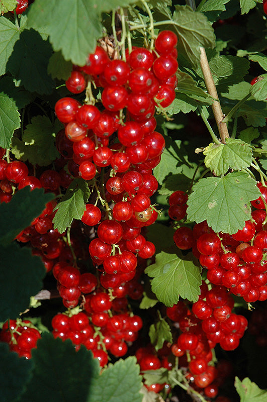 Red Lake Red Currant fruit