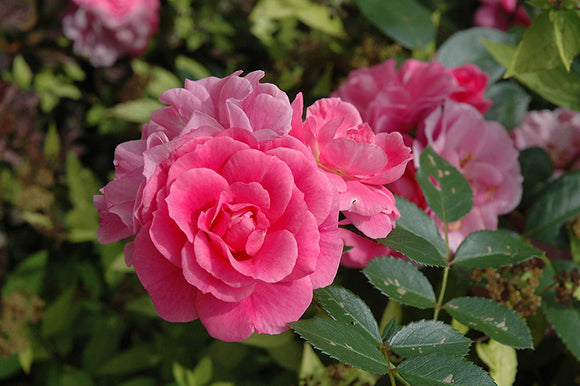 Morden Belle Rose flowers