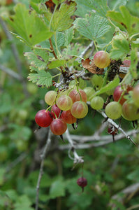 Pixwell Gooseberry fruit