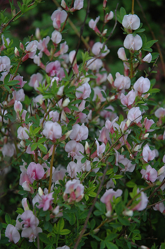 Purple Broom flowers