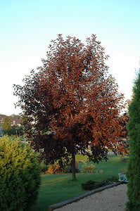 Canada Red Chokecherry