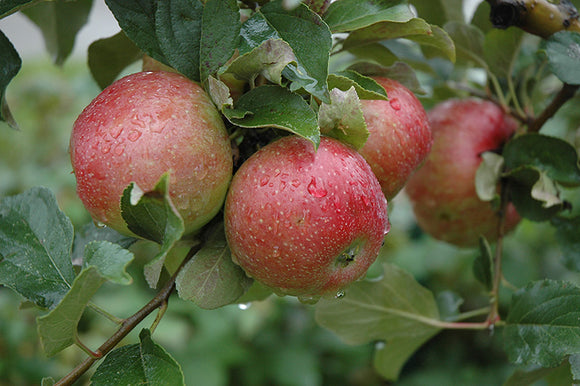 Sweet Sixteen Apple fruit