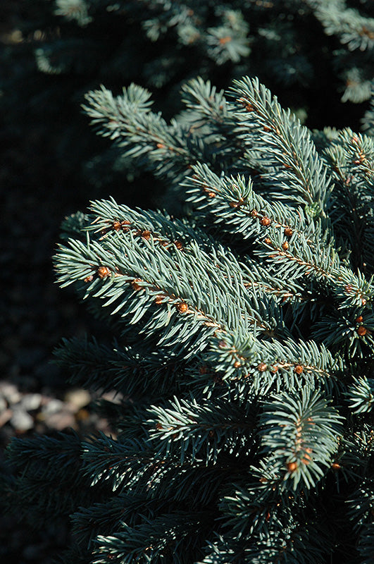 Waldbrunn Blue Spruce foliage