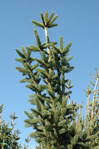 Columnar Norway Spruce foliage