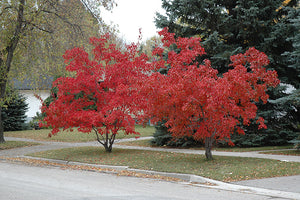 Flame Amur Maple in fall