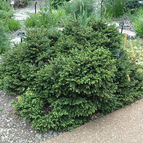 Pumila Norway Spruce – Landon's Greenhouse, Nursery And Landscaping