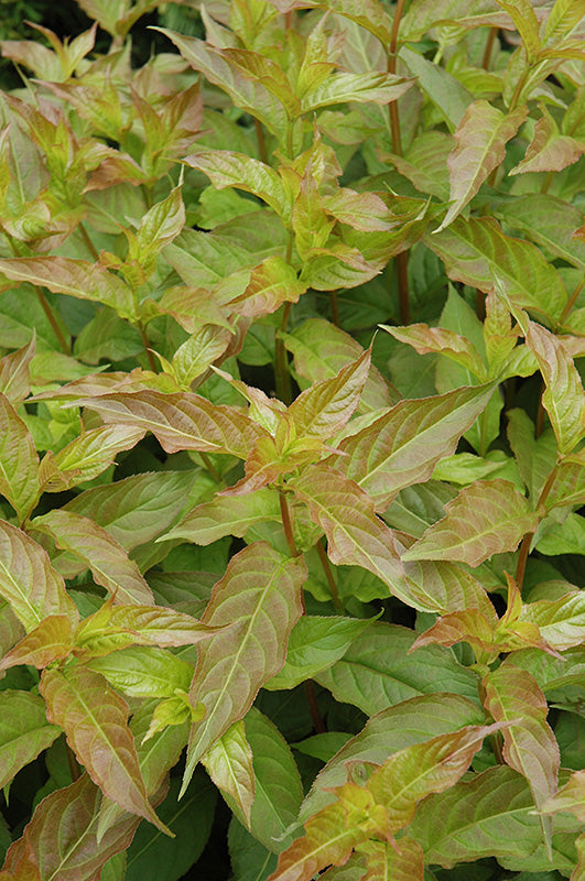 Copper Bush Honeysuckle foliage